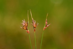 Juncus drummondii