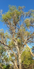 Melaleuca acuminata acuminata