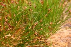 Juncus drummondii