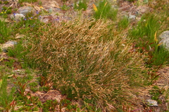 Juncus drummondii
