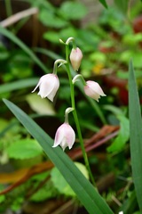 Cuitlauzina pulchella