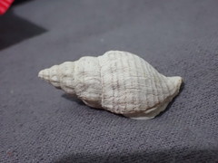 Buccinulum pertinax