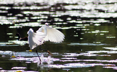 Egretta thula