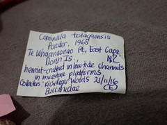 Cominella tolagaensis