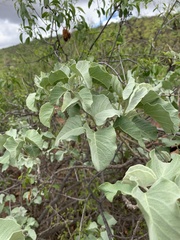 Ipomoea albivenia