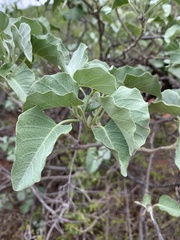Ipomoea albivenia
