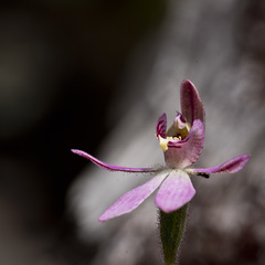 Caladenia bartlettii