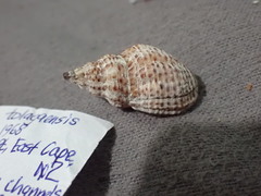 Cominella tolagaensis