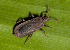 Brachyrhynchus membranaceus