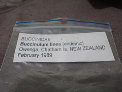 Buccinulum linea