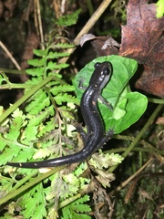 Plethodon metcalfi