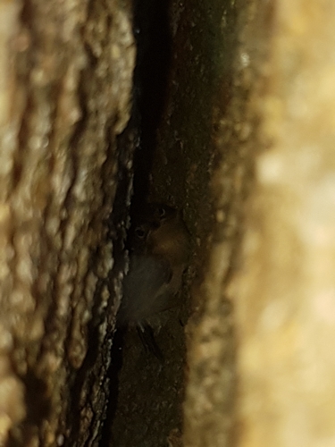Noisy Scrubbird (Atrichornis clamosus), photo 8