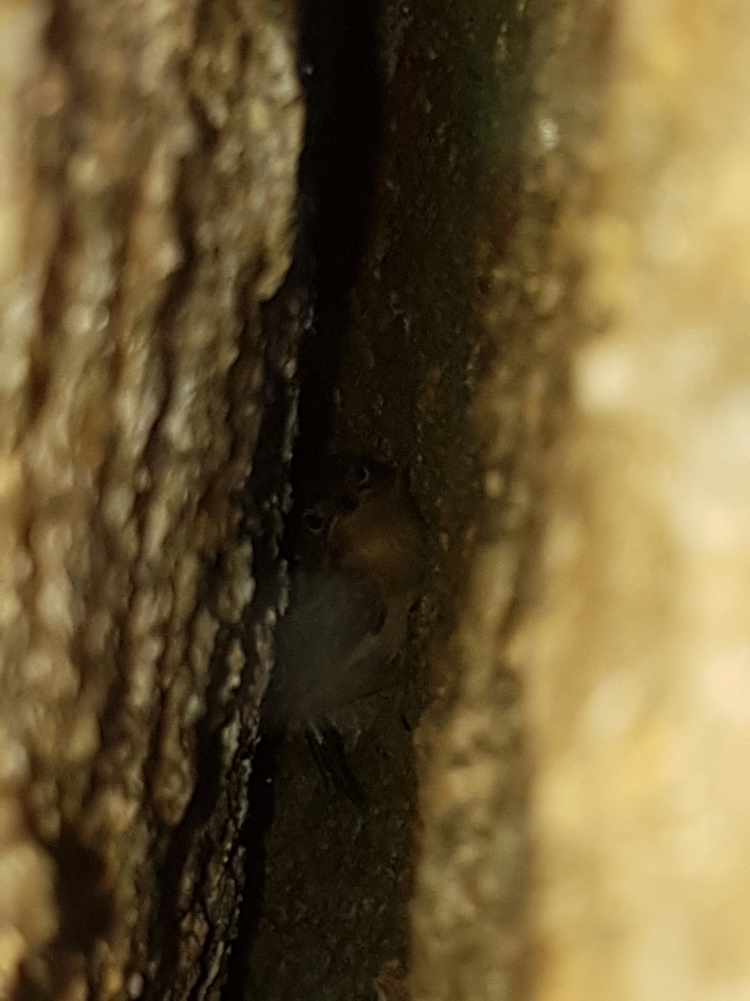 Noisy Scrubbird (Atrichornis clamosus), photo 1