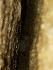 Atrichornis clamosus