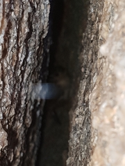 Atrichornis clamosus