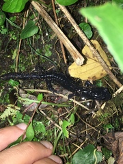 Plethodon metcalfi