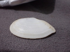 Ardeamya spenceri