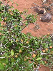 Ochna inermis