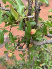 Ochna inermis