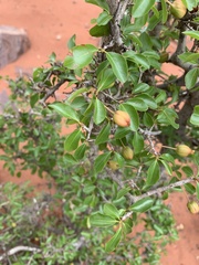 Ochna inermis