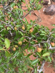 Ochna inermis