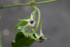 Oxypetalum attenuatum