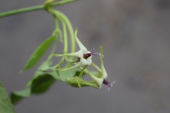 Oxypetalum attenuatum