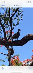 Geophaps scripta