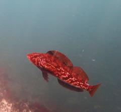 Hexagrammos stelleri