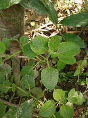 Coleus amboinicus