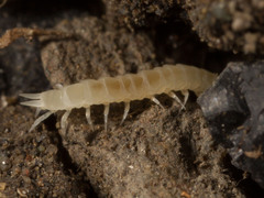 Scutigerellidae