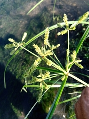 Cyperus imbricatus