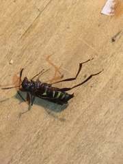 Neoclytus pusillus