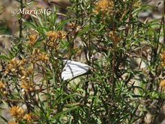 Neuromelia selectata