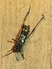 Neoclytus pusillus