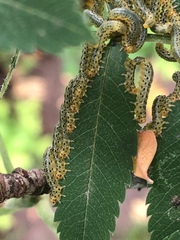 Pristiphora geniculata