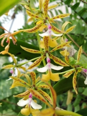 Epidendrum stamfordianum
