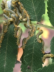 Pristiphora geniculata