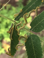 Pristiphora geniculata