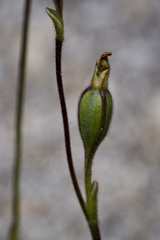 Caladenia bartlettii
