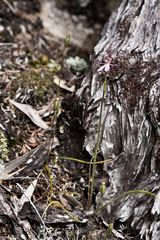 Caladenia bartlettii