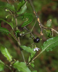 Solanum opacum