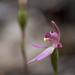 Caladenia bartlettii