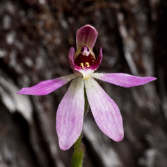 Caladenia bartlettii