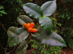 Alyxia ilicifolia