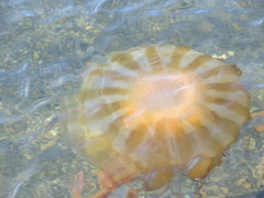 Chrysaora melanaster