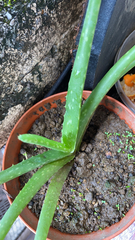 Aloe vera
