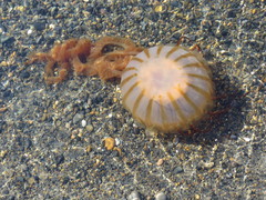 Chrysaora melanaster