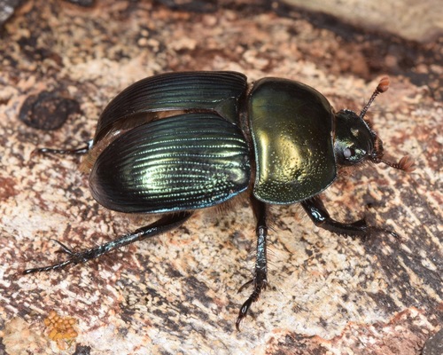 Geotrupes splendidus