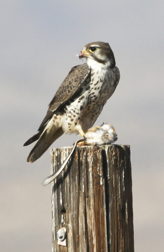 falco mexicanus